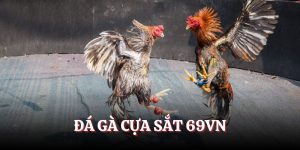 Đá gà cựa sắt tại 69VN