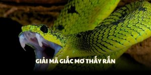 Giải mã giấc mơ thấy rắn tại 69VN